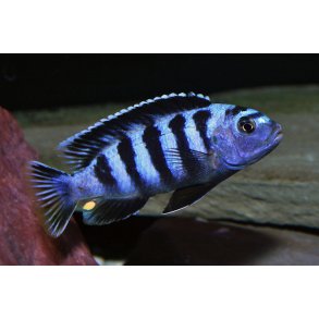 Pseudotropheus saulosi 4-5 cm.