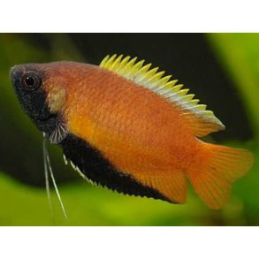 Trichogaster chuna - Honning gurami XL