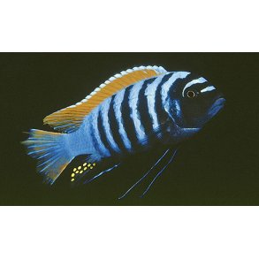 Metriaclima emmiltos. Parpris