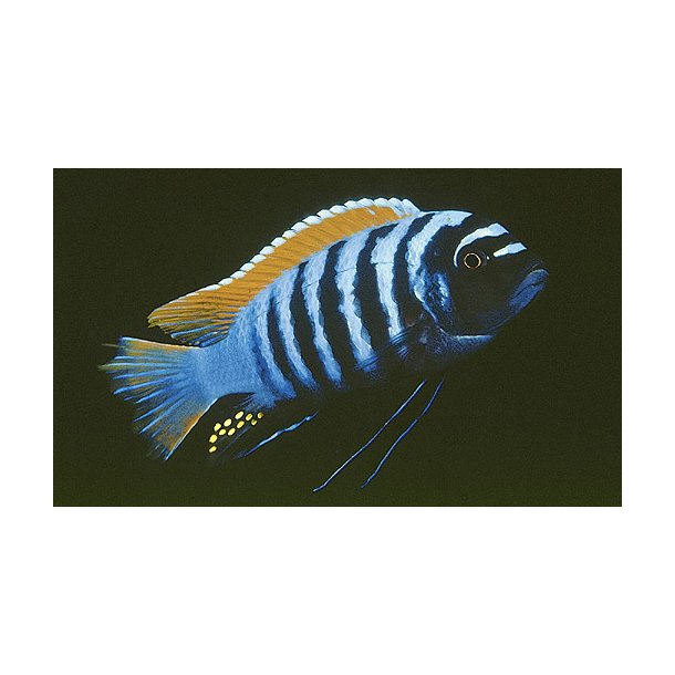 Metriaclima emmiltos.