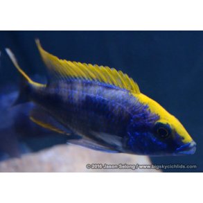 Otopharynx lithobates Zimbabwe rock. Par