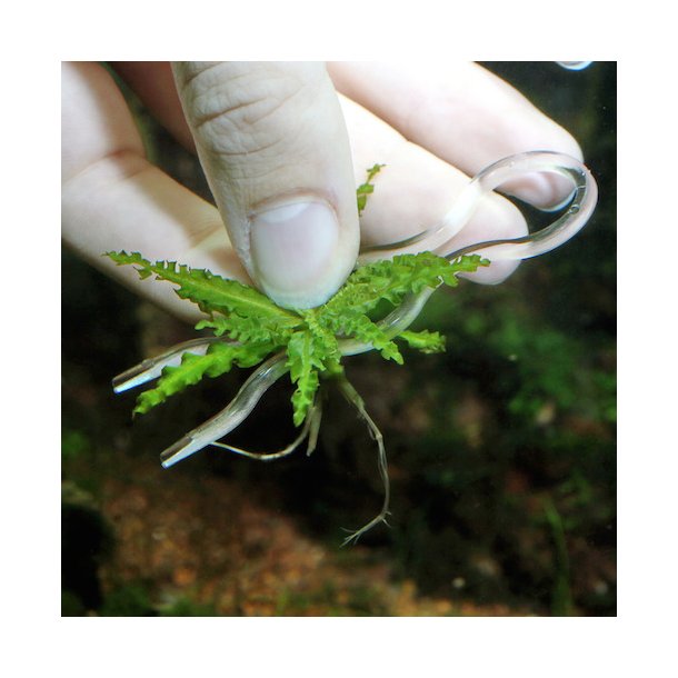 JBL Proscape Plantis