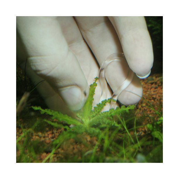 JBL Proscape Plantis