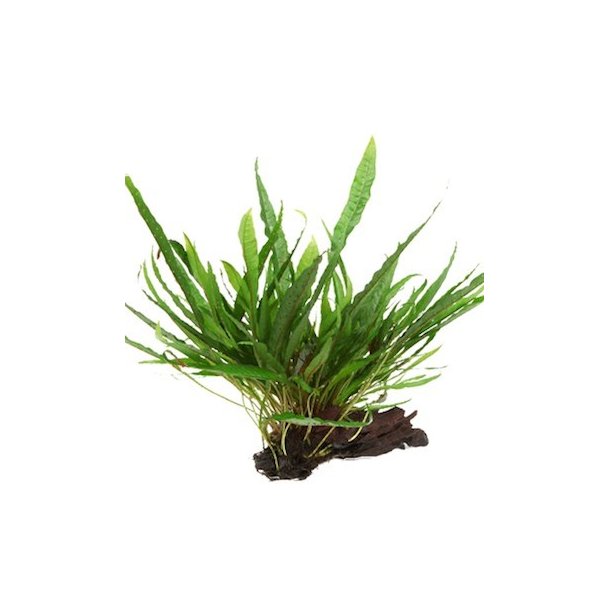 Tropica Microsorum pteropus p rod