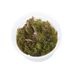 1-2-Grow Tropica Rotala wallichii
