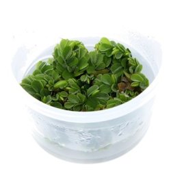 1-2-Grow Tropica Salvinia minima