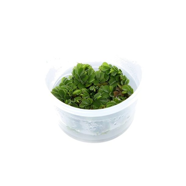 1-2-Grow Tropica Salvinia minima