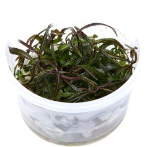 1-2-Grow Tropica Hygrophila 'Araguaia