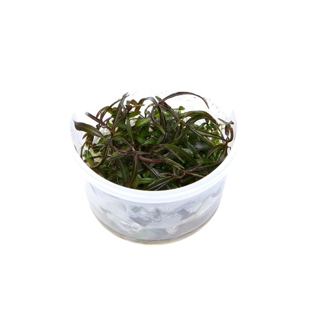 1-2-Grow Tropica Hygrophila 'Araguaia