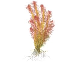 1-2-Grow Tropica Rotala wallichii