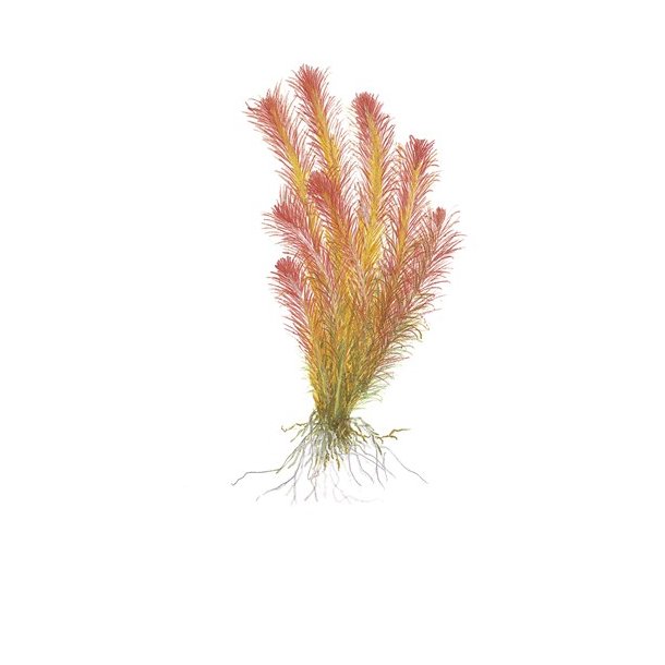 1-2-Grow Tropica Rotala wallichii