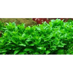 1-2-Grow Tropica Staurogyne repens