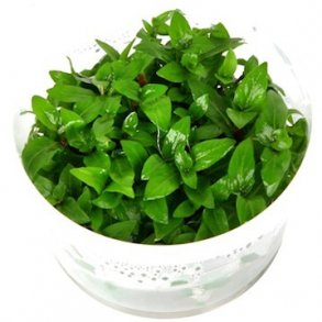 1-2-Grow Tropica Staurogyne repens