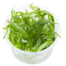 1-2-Grow Tropica Helanthium bolivianum 'Quadricostatus'