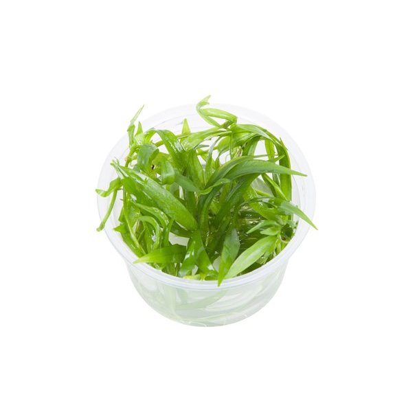 1-2-Grow Tropica Helanthium bolivianum 'Quadricostatus'