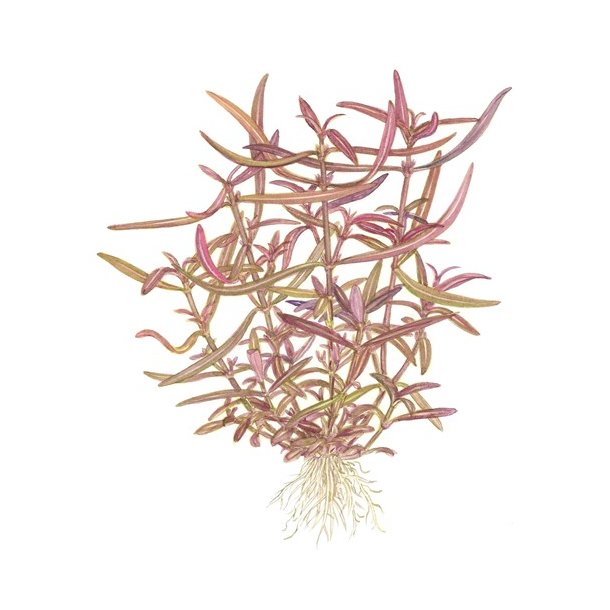 1-2-Grow Tropica Hygrophila 'Araguaia