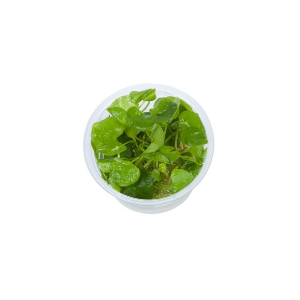 1-2-Grow Tropica Nymphoides hydrophylla 'Taiwan'