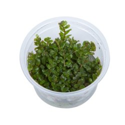 1-2-Grow Tropica Rotala rotundifolia Green