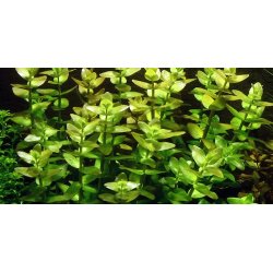 Tropica Bacopa caroliniana