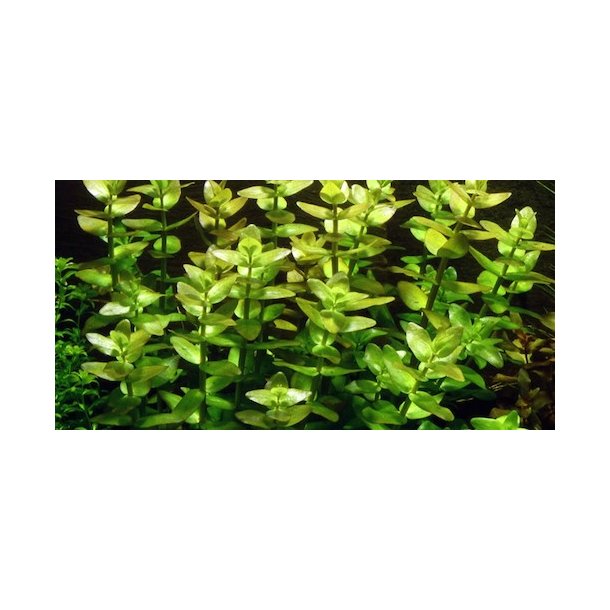 Tropica Bacopa caroliniana