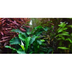 Tropica Bucephalandra 'pygmaea Bukit Kelam'
