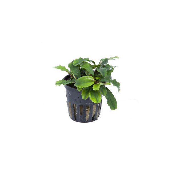 Tropica Bucephalandra 'pygmaea Bukit Kelam'