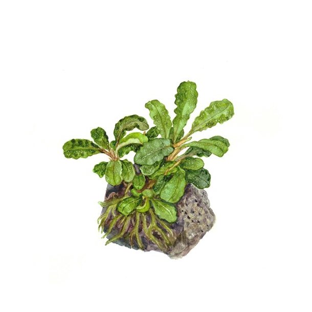 Tropica Bucephalandra 'pygmaea Bukit Kelam'