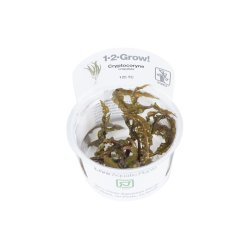 1-2-Grow Tropica Cryptocoryne crispatula