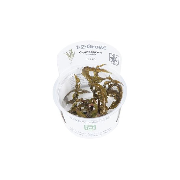 1-2-Grow Tropica Cryptocoryne crispatula