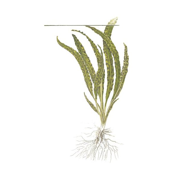 Tropica Cryptocoryne crispatula