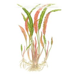 Tropica Cryptocoryne usteriana