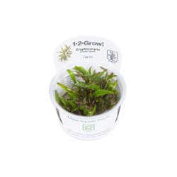 1-2-Grow Tropica Cryptocoryne wendtii
