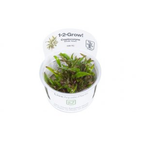 1-2-Grow Tropica Cryptocoryne wendtii