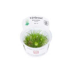 1-2-Grow Tropica Eriocaulon cinereum