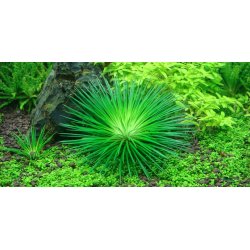 1-2-Grow Tropica Eriocaulon cinereum