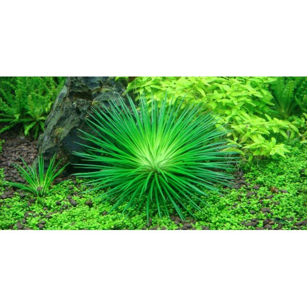1-2-Grow Tropica Eriocaulon cinereum