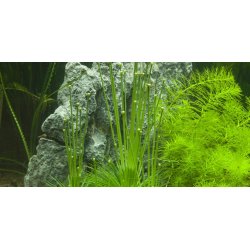 1-2-Grow Tropica Eriocaulon cinereum