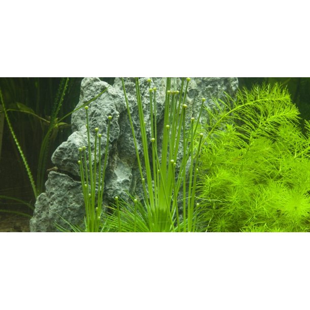 1-2-Grow Tropica Eriocaulon cinereum