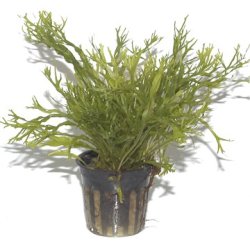 Tropica Microsorum pteropus 'Windelv'