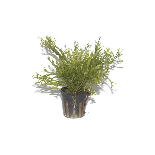 Tropica Microsorum pteropus 'Windelv'