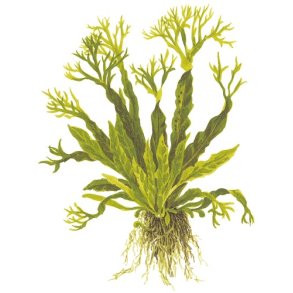 Tropica Microsorum pteropus 'Windelv'