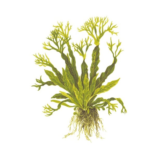 Tropica Microsorum pteropus 'Windeløv'