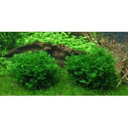 1-2-Grow Tropica Monosolenium tenerum