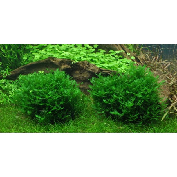 1-2-Grow Tropica Monosolenium tenerum