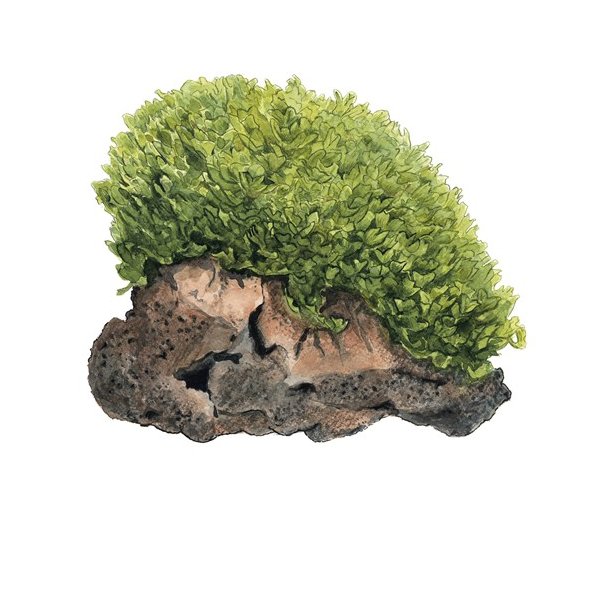 1-2-Grow Tropica Monosolenium tenerum