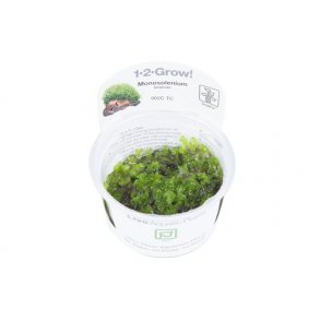 1-2-Grow Tropica Monosolenium tenerum