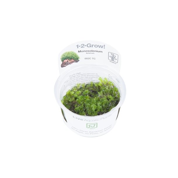 1-2-Grow Tropica Monosolenium tenerum