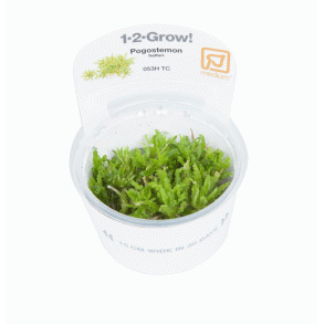 1-2-Grow Tropica Pogostemon helferi