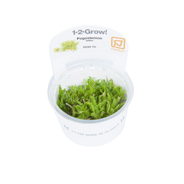 1-2-Grow Tropica Pogostemon helferi