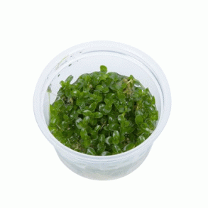 1-2-Grow Tropica Bacopa caroliniana
